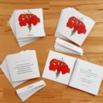 Nomenclatures de botanique Montessori 6-12 ans