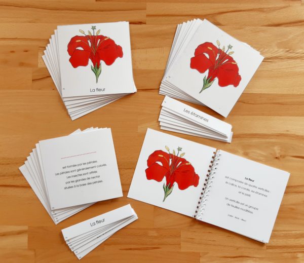 Nomenclatures de botanique Montessori 6-12 ans